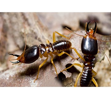 蚂蚁的生活习性有哪些？
