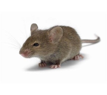 老鼠的生活习性有哪些？