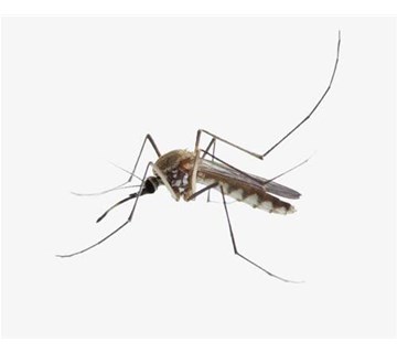 蚊子的危害极防治措施介绍